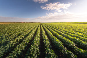 Soy Field 